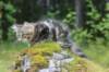 paulos15weeks26824_small.jpg