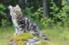 paulos15weeks26825_small.jpg