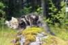 paulos15weeks26832_small.jpg