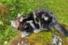 paulos15weeks26833_small.jpg