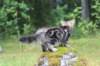 paulos15weeks26841_small.jpg