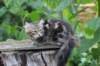 paulos15weeks26849_small.jpg