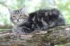 paulosboy13weeks11828_small.jpg