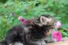 paulosboy1month13617_small.jpg