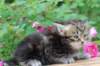 paulosboy1month13618_small.jpg