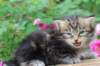 paulosboy1month13619_small.jpg