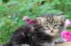 paulosboy1month13620_small.jpg