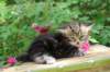 paulosboy1month1367_small.jpg