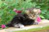 paulosboy1month1369_small.jpg