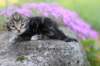 paulosboy2weeks2652018_small.jpg