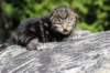 paulosboy2weeks2days29517_small.jpg