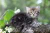 paulos8weeks11_small.jpg