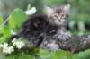 paulos8weeks13_small.jpg
