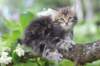 paulos8weeks14_small.jpg
