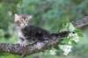 paulos8weeks21_small.jpg