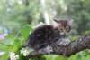 paulos8weeks3_small.jpg
