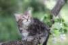 paulos8weeks50_small.jpg
