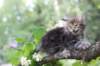 paulos8weeks7_small.jpg