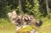 peleg15weeks26821_small.jpg