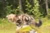 peleg15weeks26822_small.jpg