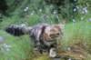 peleg15weeks26827_small.jpg