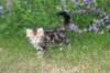 img_5940_small.jpg