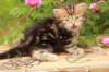 pelegboy1month14_small.jpg