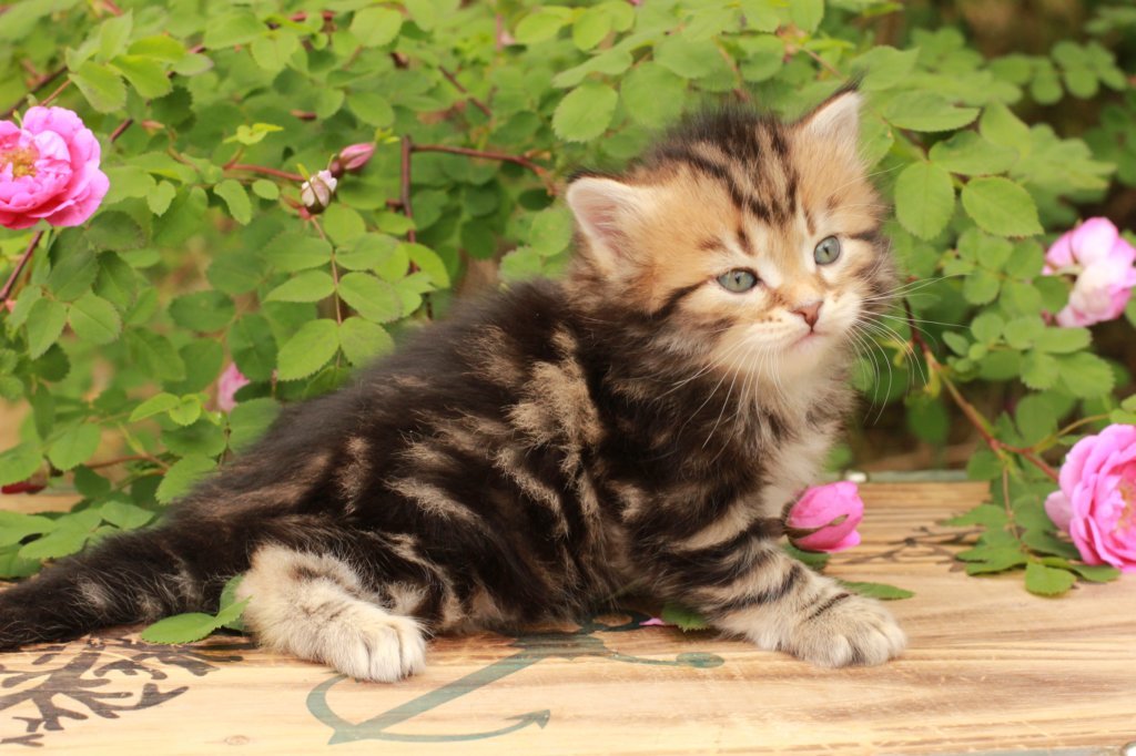 pelegboy1month19.jpg