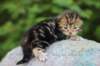 pelegboy2weeks2652018_small.jpg