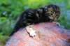 pelegboy2weeks2days29510_small.jpg
