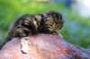 pelegboy2weeks2days29511_small.jpg