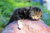 pelegboy2weeks2days29512_small.jpg