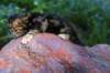 pelegboy2weeks2days29513_small.jpg
