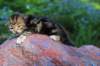 pelegboy2weeks2days29515_small.jpg