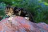 pelegboy2weeks2days29517_small.jpg