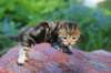 pelegboy2weeks2days29518_small.jpg