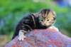 pelegboy2weeks2days2951_small.jpg