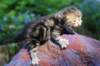 pelegboy2weeks2days29520_small.jpg