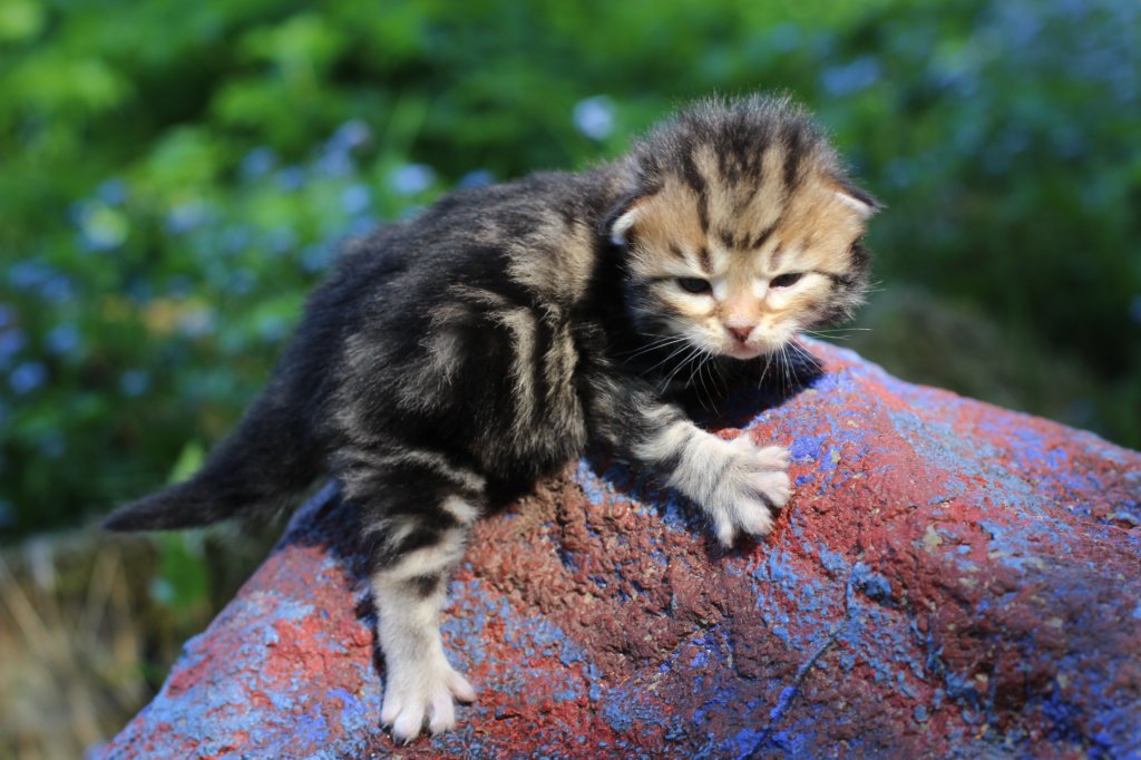 pelegboy2weeks2days29521.jpg
