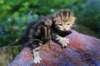 pelegboy2weeks2days29521_small.jpg
