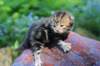 pelegboy2weeks2days29522_small.jpg