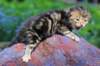 pelegboy2weeks2days29524_small.jpg