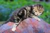 pelegboy2weeks2days29525_small.jpg