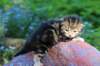 pelegboy2weeks2days29531_small.jpg