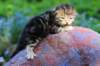 pelegboy2weeks2days29532_small.jpg