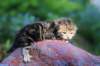 pelegboy2weeks2days29533_small.jpg