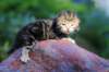 pelegboy2weeks2days29534_small.jpg