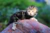 pelegboy2weeks2days29535_small.jpg