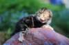 pelegboy2weeks2days29536_small.jpg