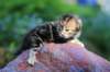 pelegboy2weeks2days29537_small.jpg